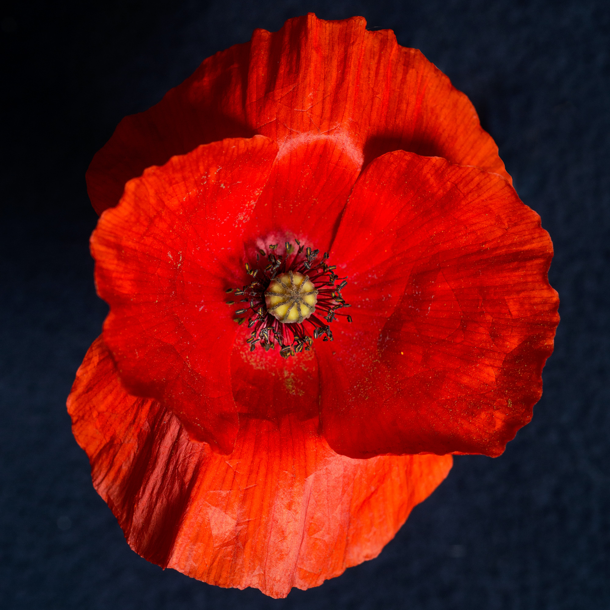 Photo-by-Eduardo-Goody-on-Unsplash