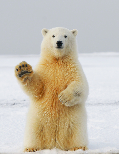 L’atelier du logo – Ours